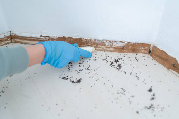 Best Emergency Pest Control  in Las Flores, CA